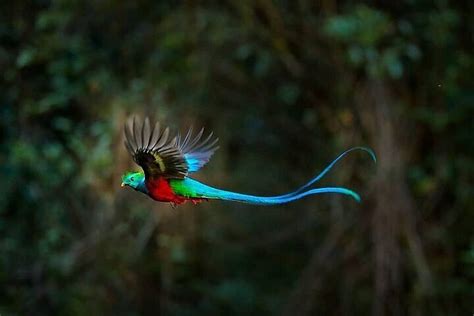  Il Tour di Quetzal: Una Fuga dal Messicano all'Italiano!